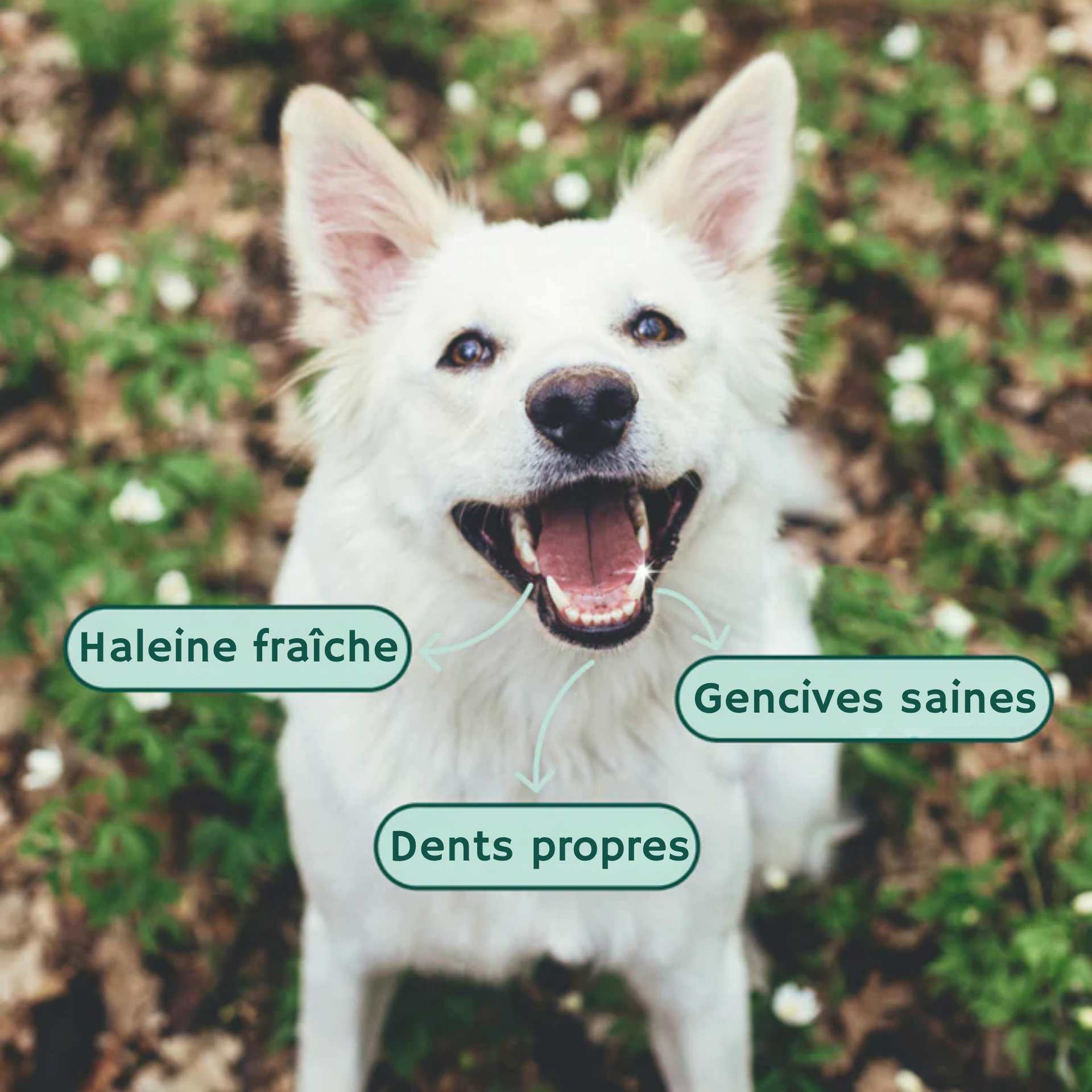 Dental Bright | 100 % naturel | 60 doses | 90 g