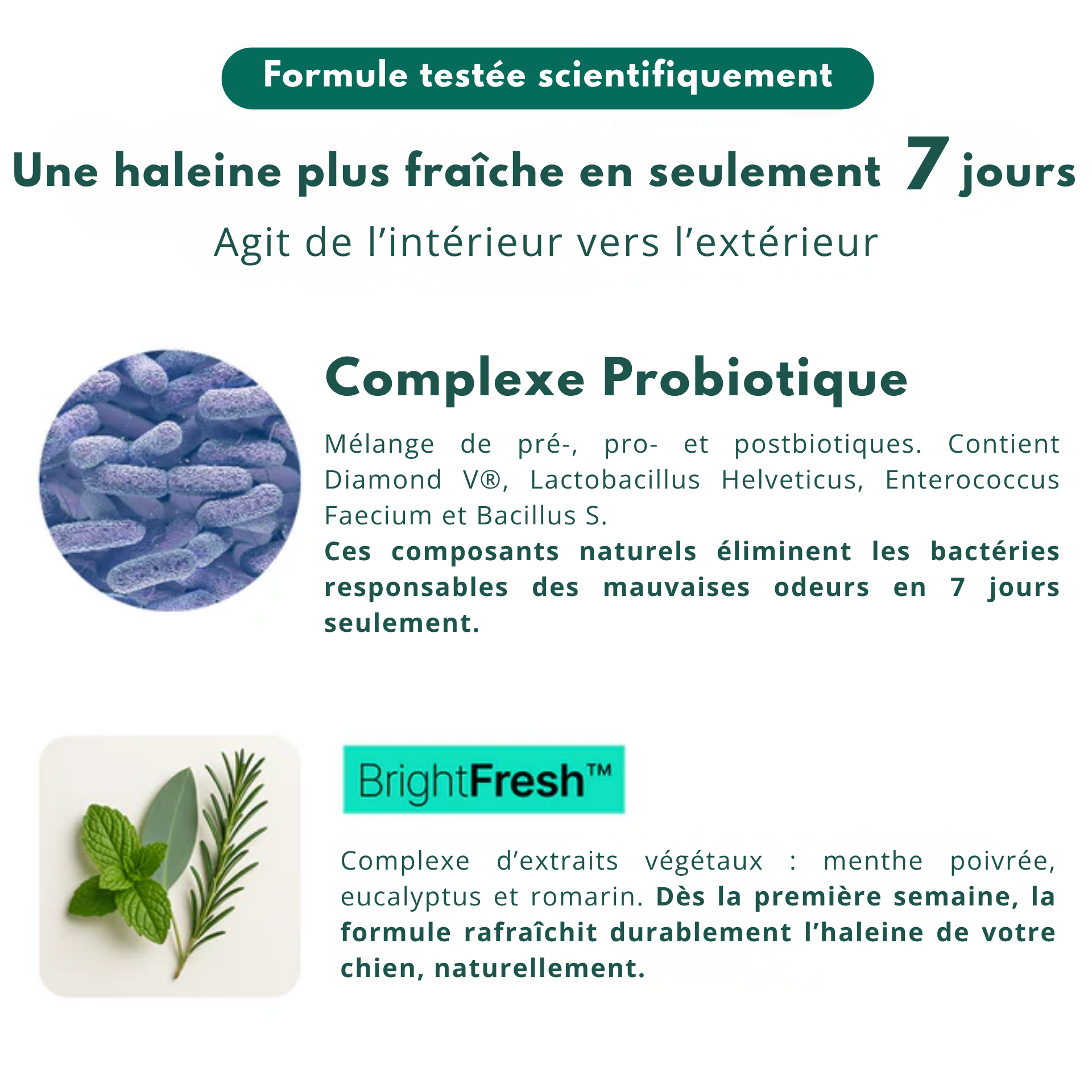 Dental Bright | 100 % naturel | 60 doses | 90 g